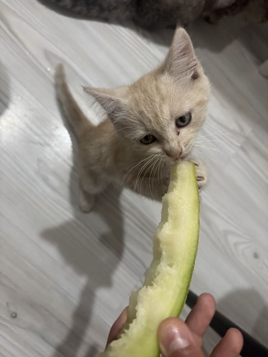 Отдам котят девочек в добрые руки