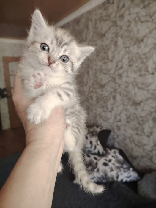 Забавные малыши бриташки