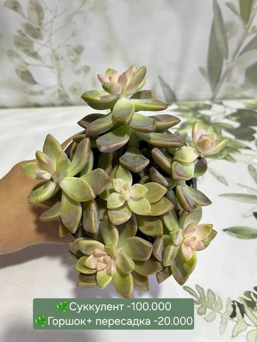 Продаются суккуленты