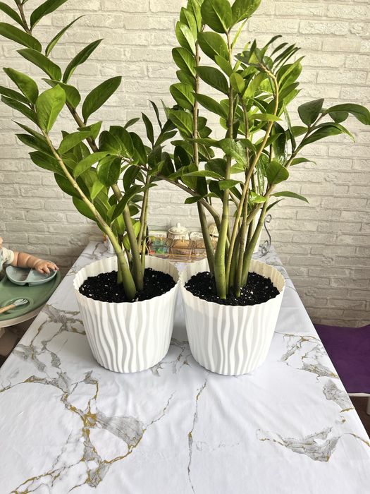Замиокулькас (долларовое дерево)  10.000т