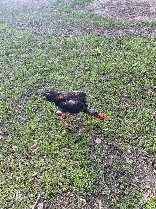 Продам петуха дакан