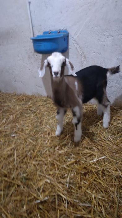 Vand 2 iede si un ied metisate din mama saan si tata anglonubian