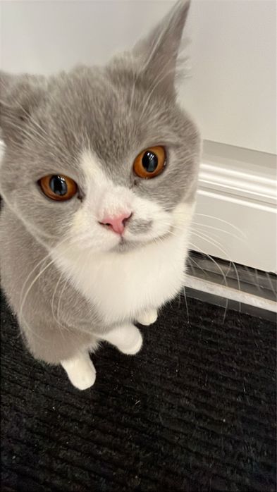 Отдам в добрые руки кота