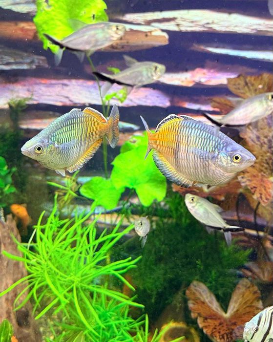 Меланотения Боесмани рейнбол