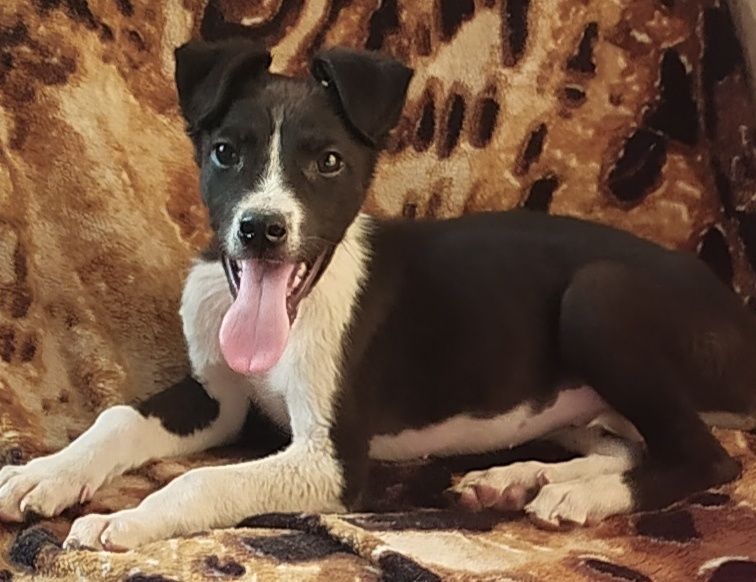 Бесплатно собачки, котики