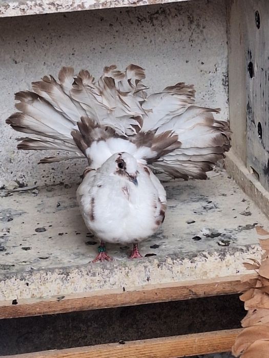 Porumbei rotați/voltați/curcani