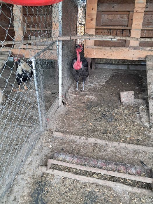 Cocoși Găt golaș de Transilvania