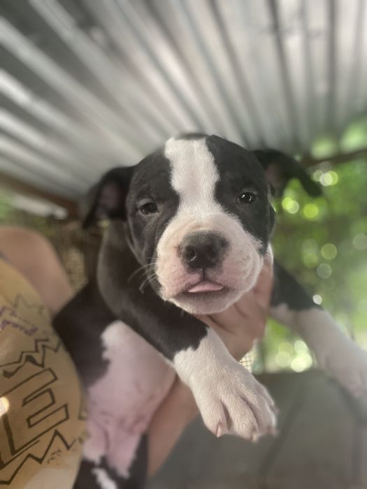 щенки американский булли