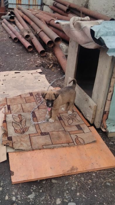 Отдам щенка в добрые руки