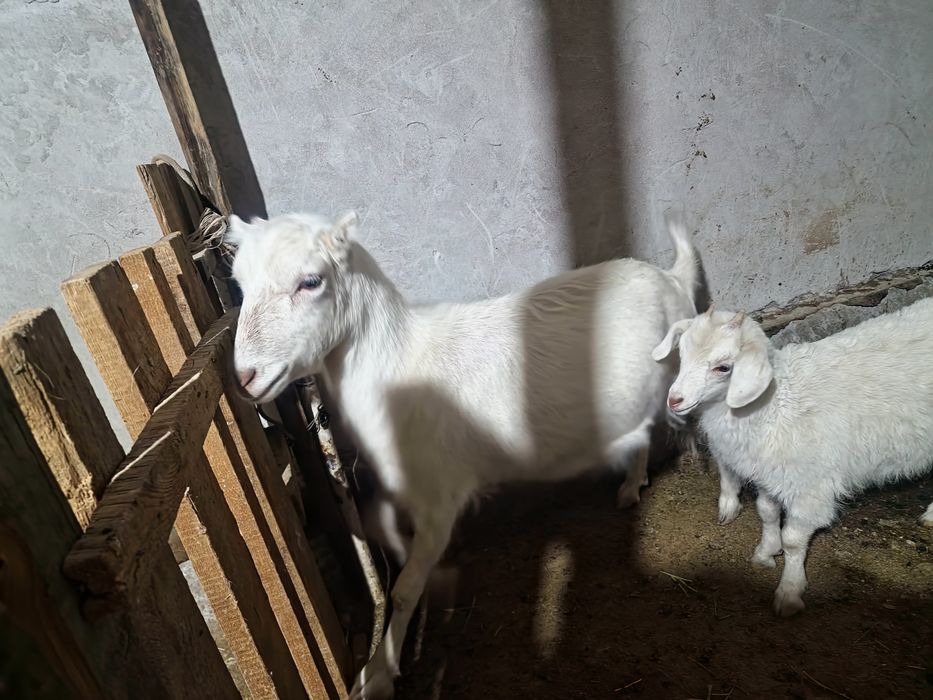 Орыс ешкілері сатылады лактармен