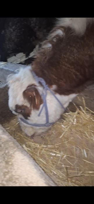 3 бас буха сатылады