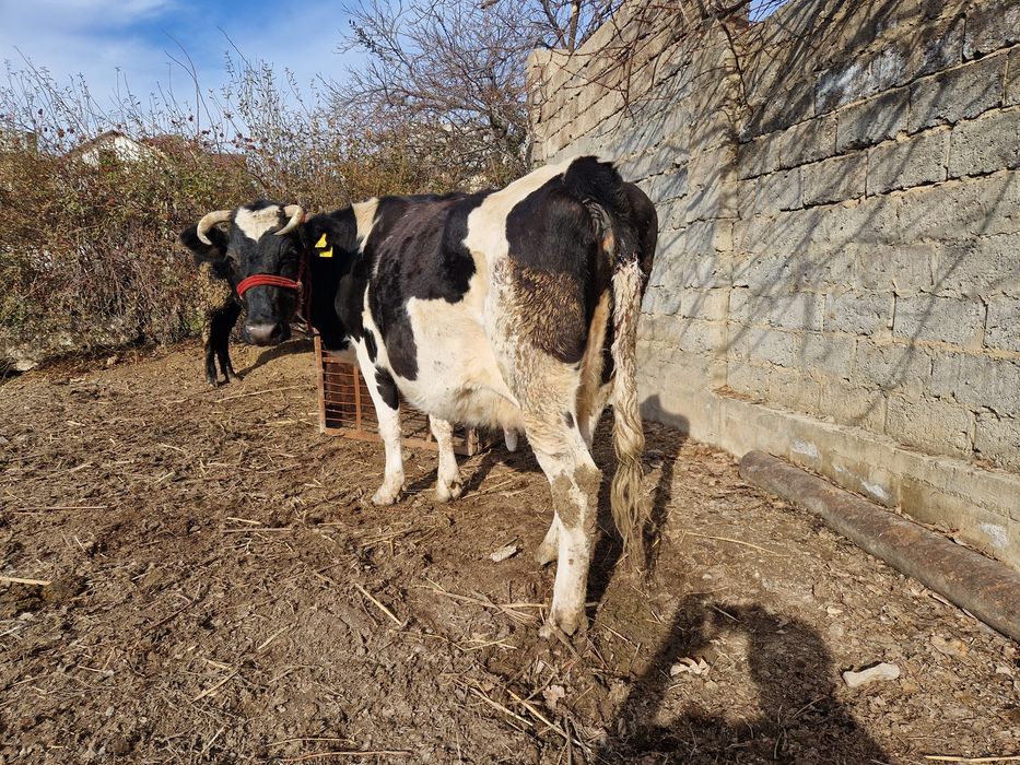 Бұзаулы сиыр сатылады