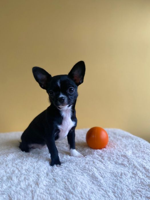 Късокосмето чихуахуа