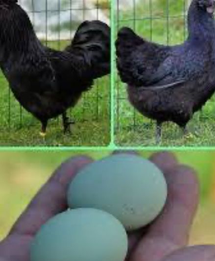 Яйца от черных кур