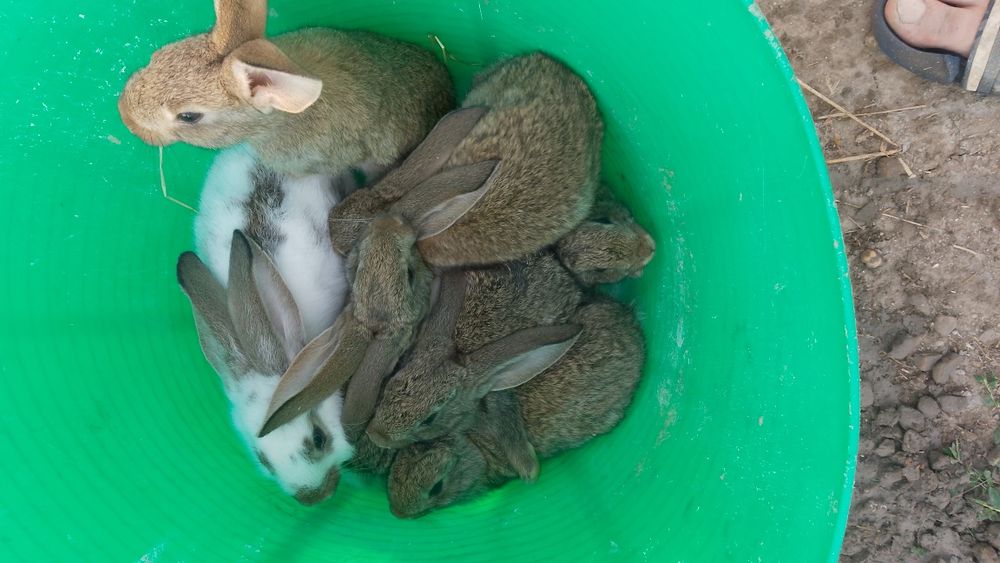 Vând 7 pui de iepure 4 felele și 3 masculi