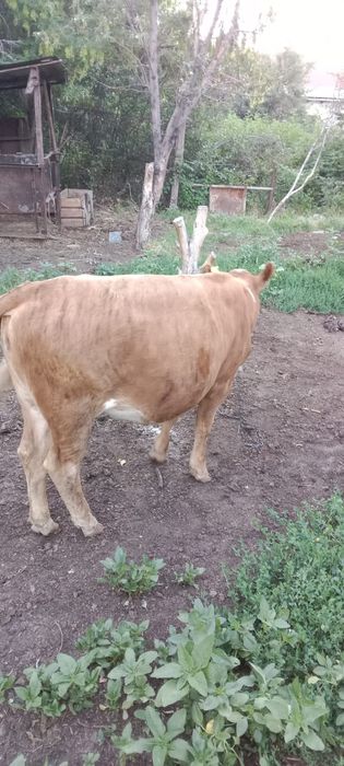 Сиыр фабричный 550000