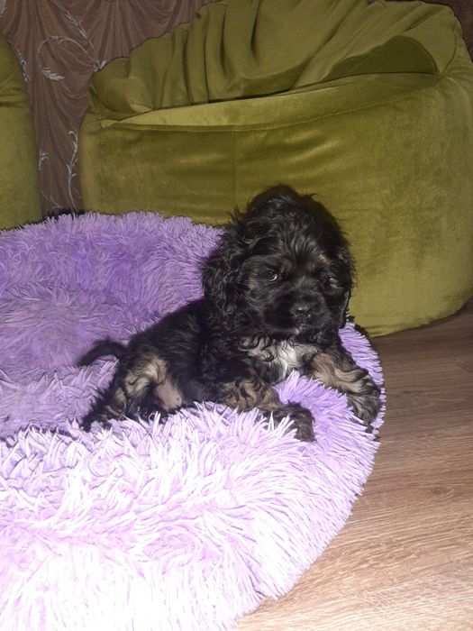 Американский кокер спаниель