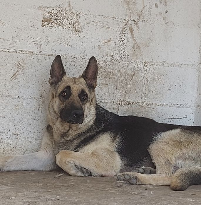 Щенки Восточноевропейской овчарки