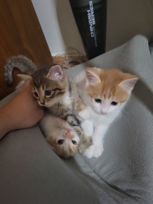 Отдам 3 котят, домашних!