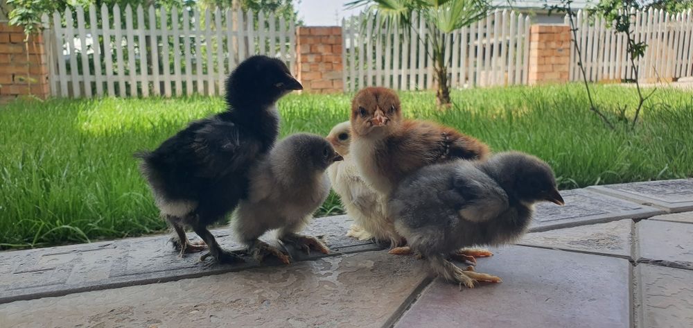 Jujalar sotiladi циплята продаётся