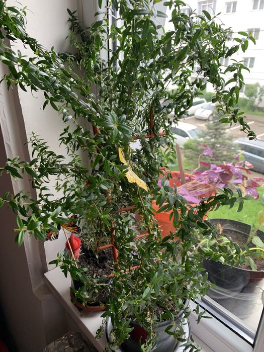 plante de apartament Mirte