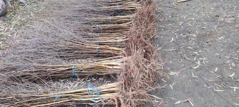 Puieți de mesteacăn alb