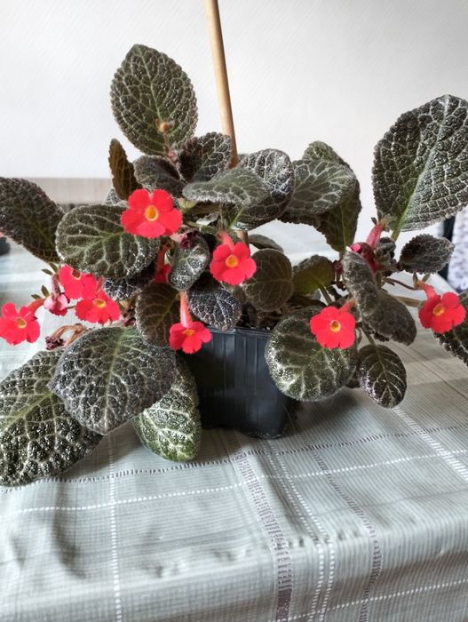 Продам домашние цветы