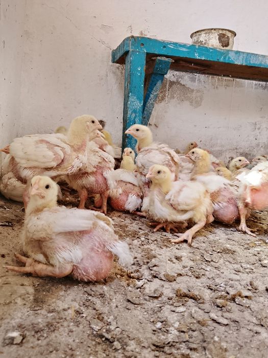 Продам домашних бройлеров