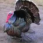 Induk sotiladi kilosi 75000 so`m