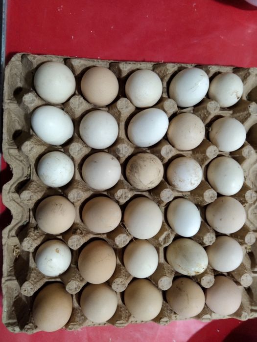 Xonaki tuxum sotiladi