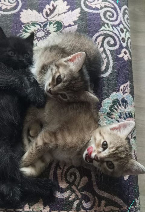 Отдам в добрые  руки