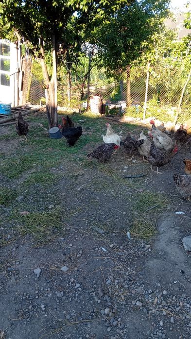Vand găini de casă