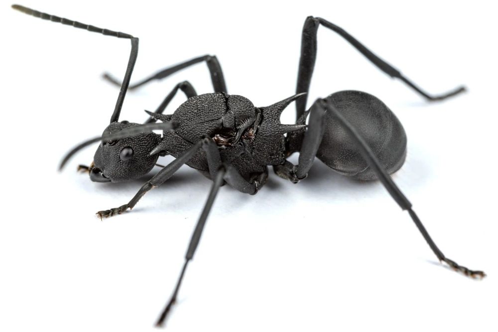Муравьи Polyrhachis Armata