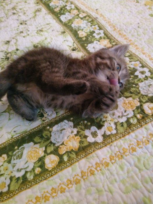 Продам котёнка экзот