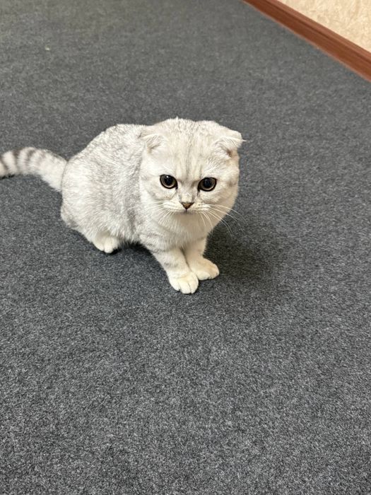 Viyazka. Toza qonli shinshilla