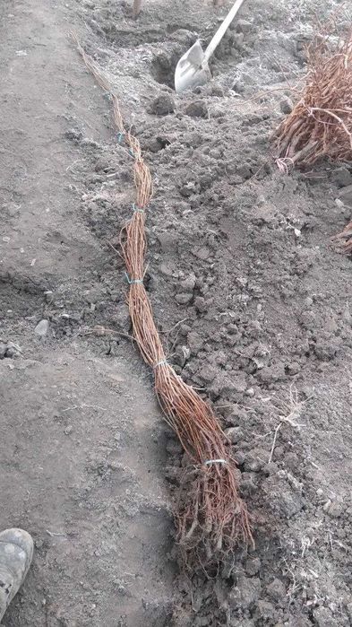 Саженцы Девичьего винограда и Жимолист (Каприфоль) - вьющиеся