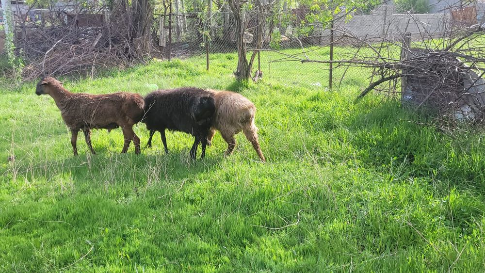 Тұсақ қошқарлар бар