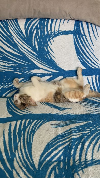 Не проходите мимо Пропала кошка ,стерилозования