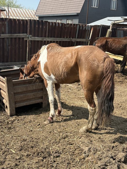 Бие откорм кобыла