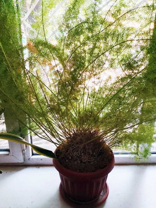 Аспарагус продам