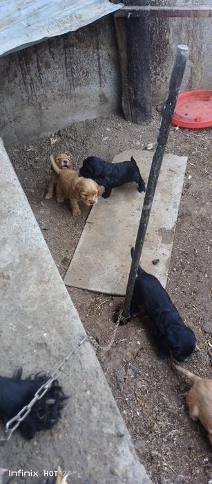 Spanel toza zot bolalari sptiladi