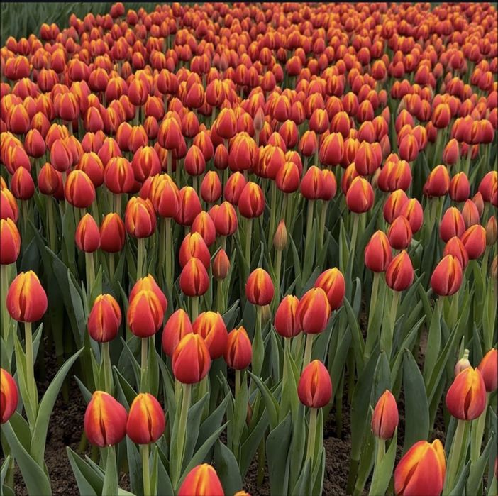 Оптом тюльпаны 8 марта!