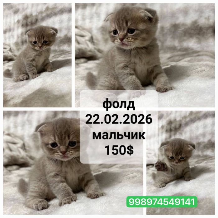 Продаются вислоухие котята скотиш фолд и страйт