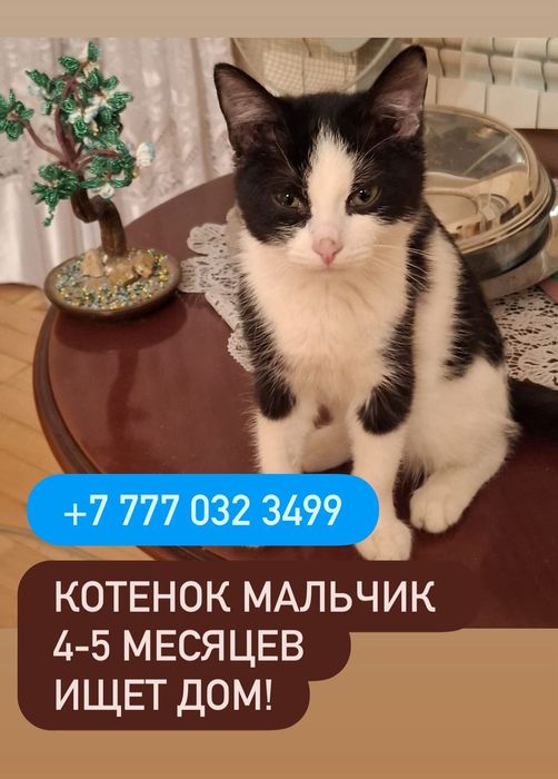 Отдаю молодую  кошечку