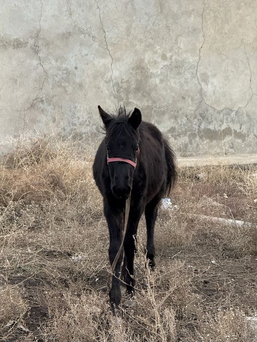 Бие құлынды буаз