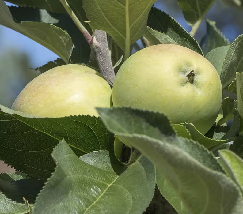 Pomi fructiferi columnari soiuri diverse
