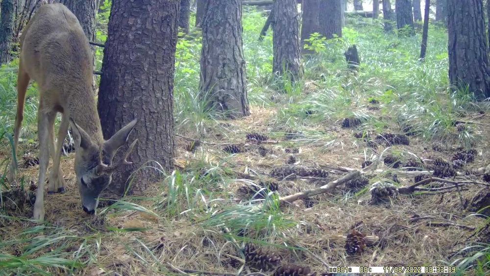 Фотокапан Suntek HC-801G