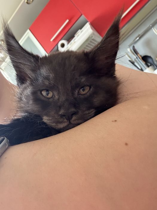 Продам котенка мейнкуна мальчик