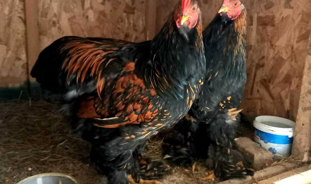 Brahma Gold Laced  schimb/vind