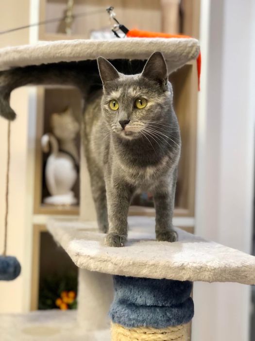 Кошечка ищет семью